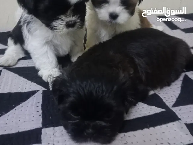 Shih tzu puppies