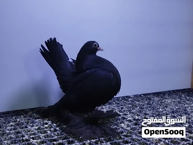 ربي يبارك ماشاء الله احضان روسي طرف مبروص وطرف اكحل سعرهم 700