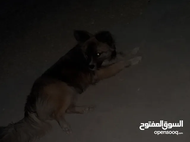 كلب زينه للبيع