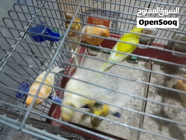 موجود 11 حبه كنار خمس جواز وفحل مخلف الله يبارك لصاحب  النصيب
