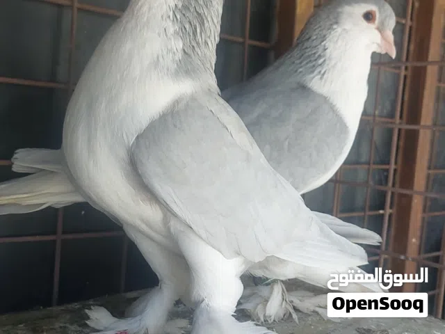 لهورات قراقطه