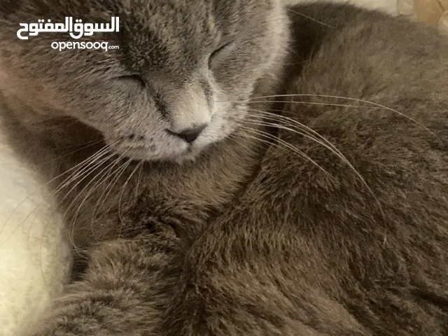 قط بريطاني مكس مع كامل ملحقاته مطعم وبحاله ممتازه أليف جدا