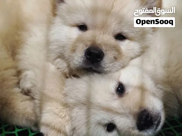 ذكر تشاو تشاو مميز لون كريمي بيور ...بسعر مغري .مع جميع المطاعيم ..جرو