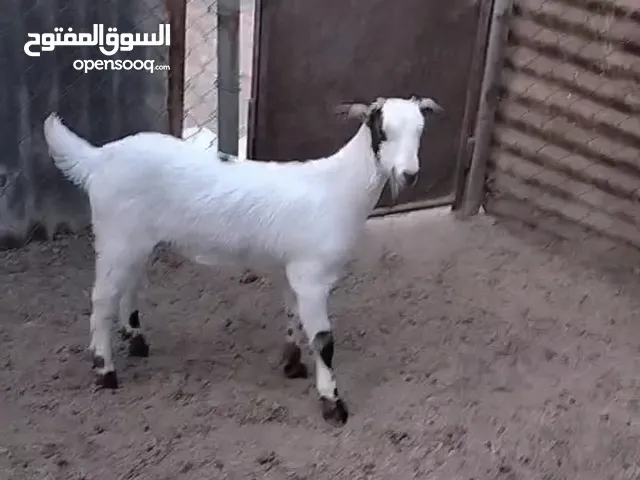 قطريه للبيع نثيه