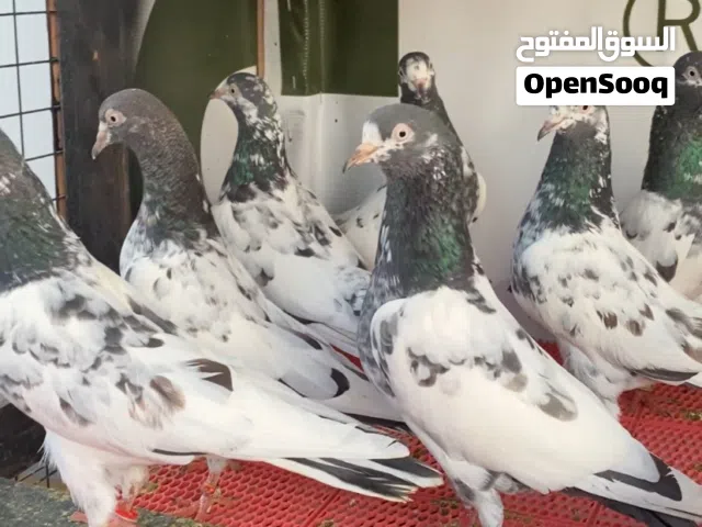 للبيع تيدي 128