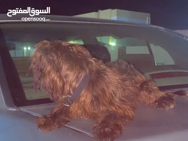 كلبه شتيزو