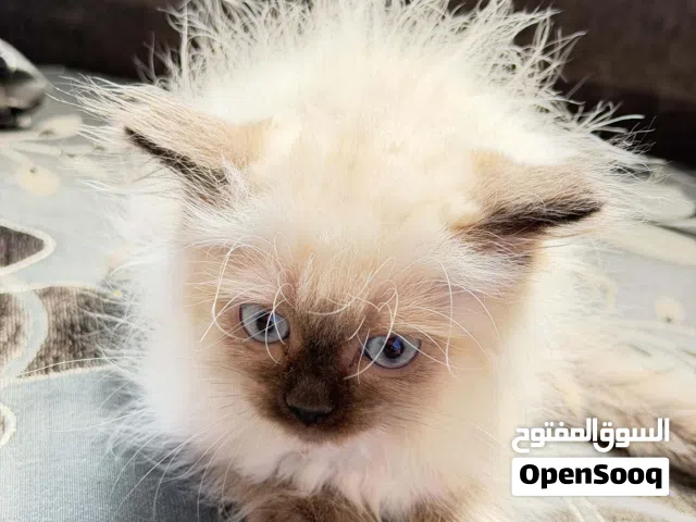 همتوفر قطط هملايا  شهرين