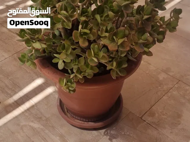 نبتة اليشم كبيره تعيش صيف شتا