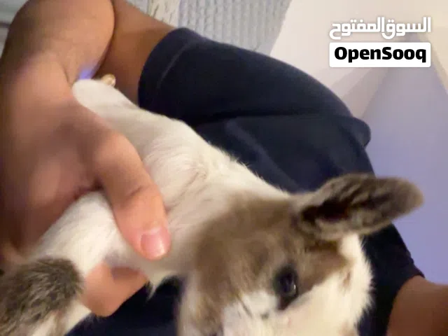الماعز القزم التشيكي