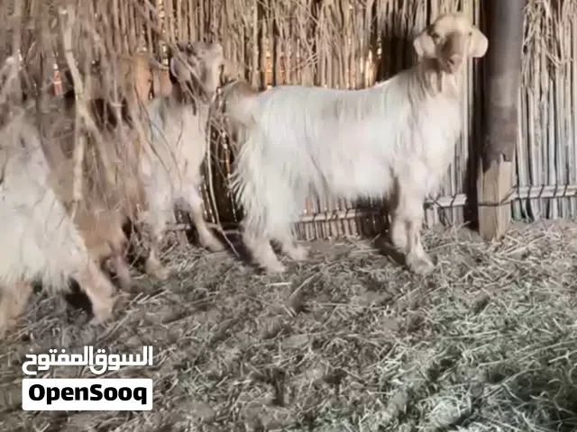 ذبايح للعيد الواحد