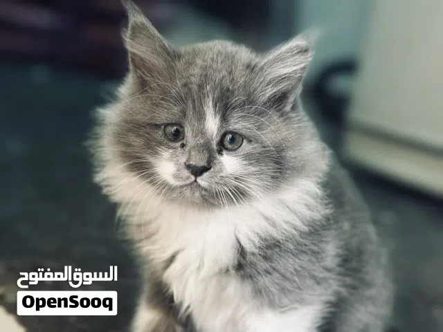 لديّ 3 قطط فارسية صغيرة للبيع