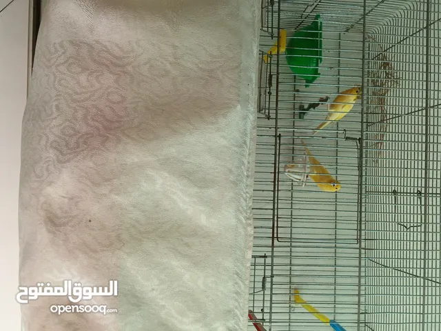 للبيع جوز كنار مع مخلف او بدل على فحل حسون