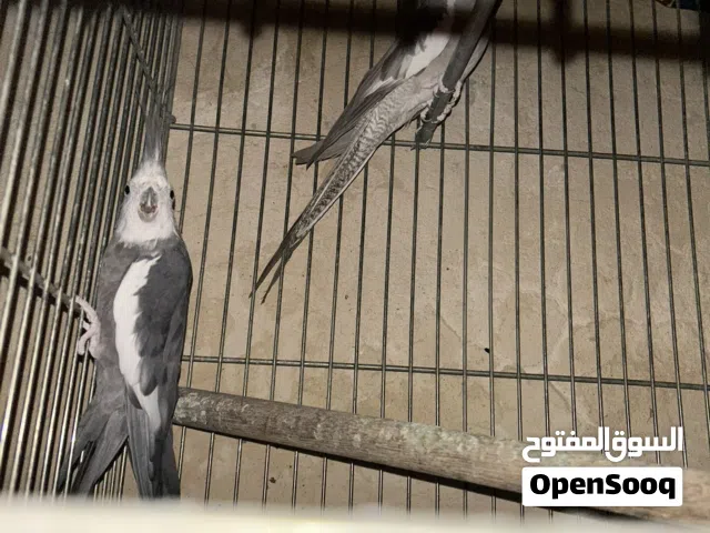 جوز كوكتيل وايت فيس