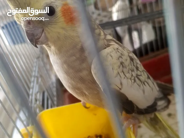 طيرا كوكتيل ايزابل