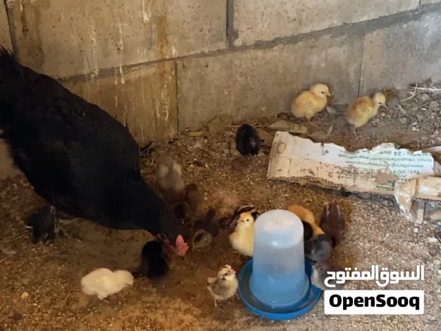 متوفر ثلاث جاجات قارقات معهم صيصان اقرأ الوصف قبل الاتصال