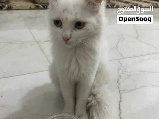 نثيه شيرازيه للتبني العمر اشهر ولعوبه كلش