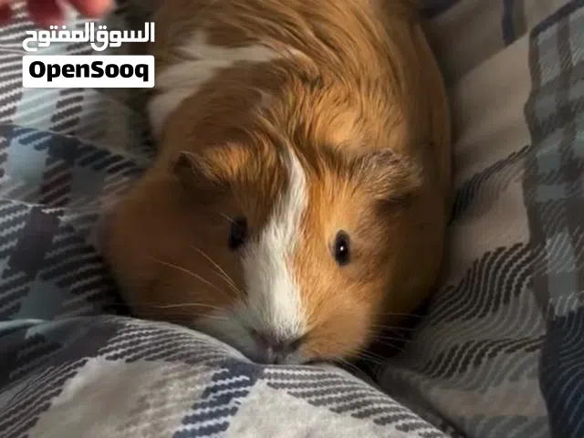 عدد 2 غيني بق مع قفصهم ، اكلهم و كامل اغراضهم Guinea Pig