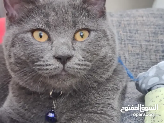 Very cute and smart Scottish straight