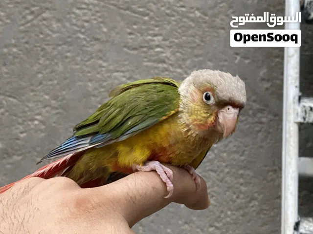 كنيور انناس للبيع