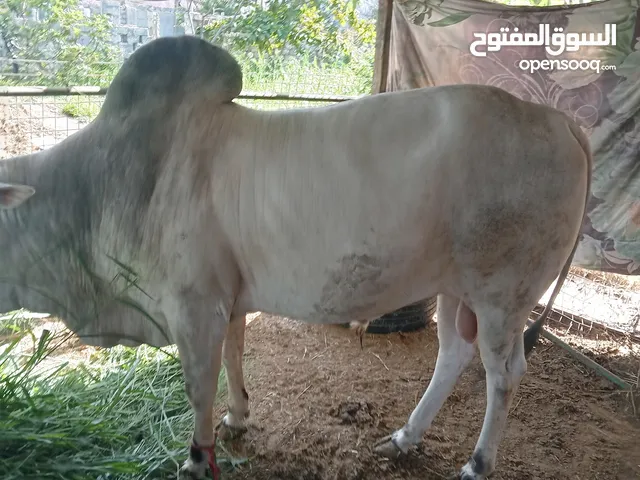 cow in mazhra