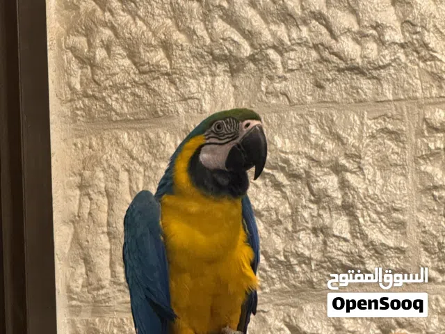 بببغاء مكاو للبيع