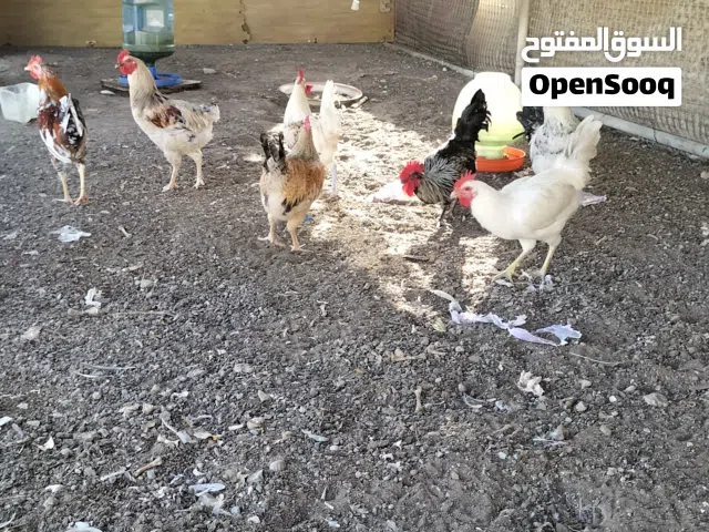 للبيع 8دياكه فرنسيات فول سمنه
