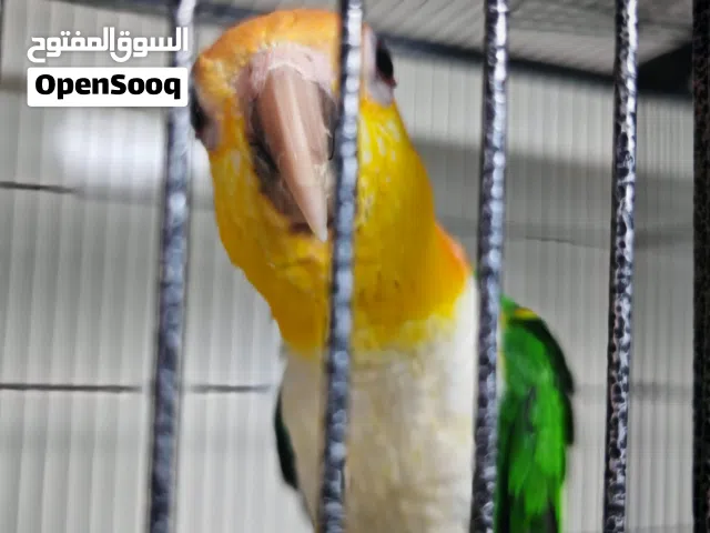 وايت بيلي كايكي