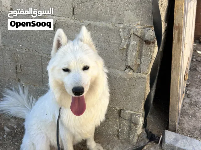 كلب سامويد للبيع