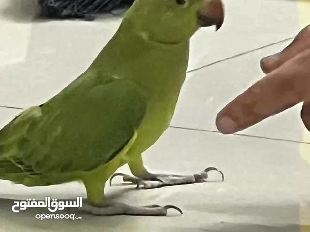 Green parrot four months old