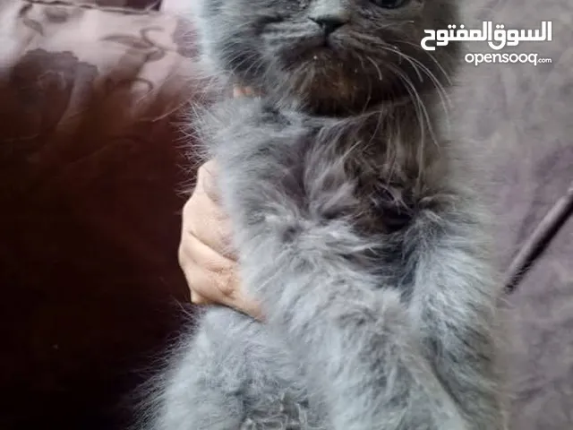 همالايا مكس شانشيلا