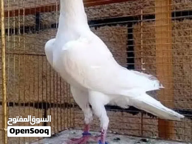 مطلوب فحل كارير