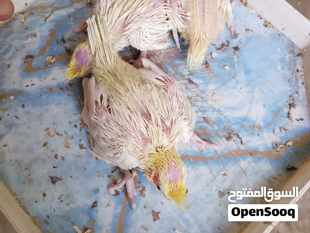 اربعه طروف كوكتيل عين حمرا لترويض ربي يبارك تلاثه طروف لتينو 150الطرف وعندك طرف لتينو ملطع 130