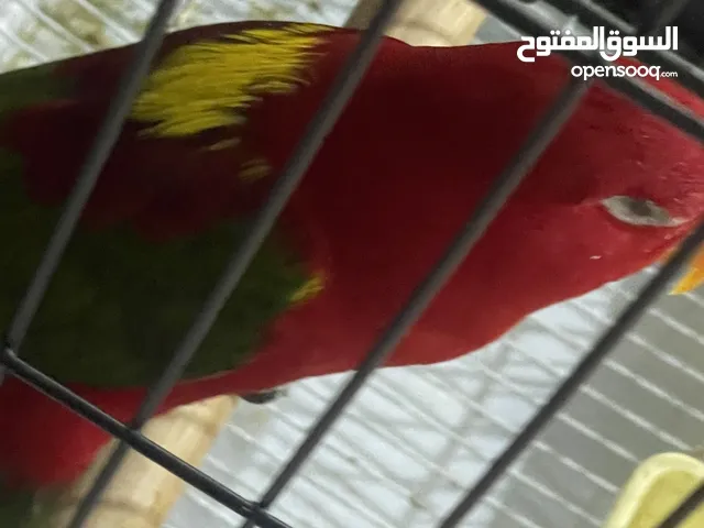 زوج لوري شاترنج نادر التواصل واتس