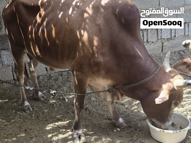 ثور عماني للبيع