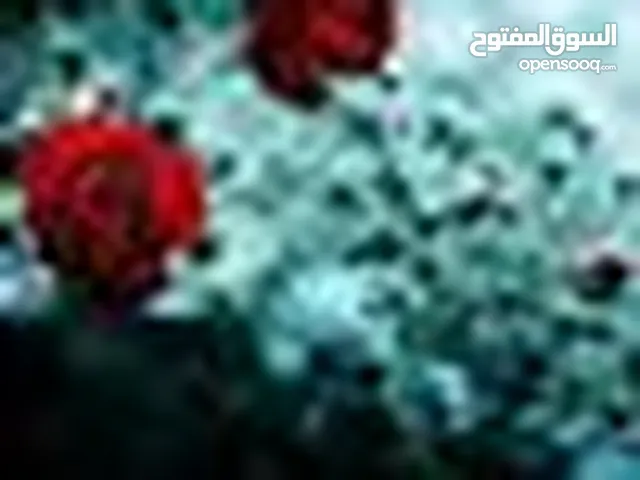 muhannad massaed