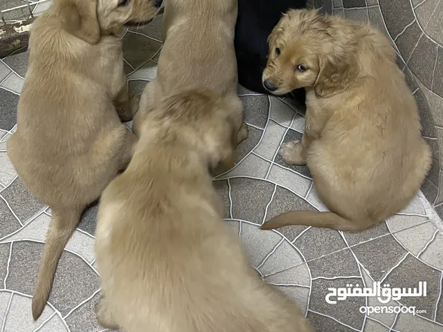 Golden retriever/labrador retriever mix puppies