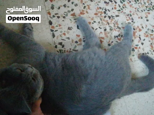 هملايا انثى للبيع اللي بدو يفاصل لا يبعت