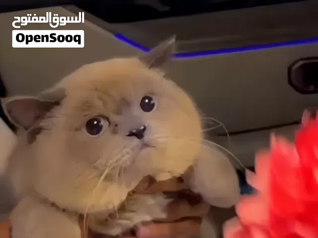 شيرازي شورت هير نظيف ولعوب جداً
