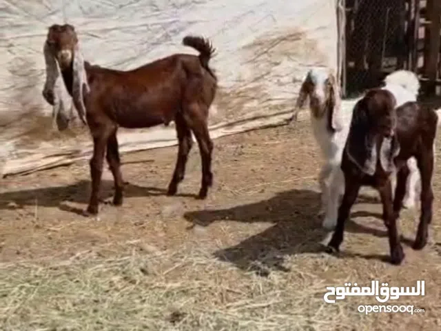 للبيع ماشاء الله تيس حجازي وصخلات باكستانيات