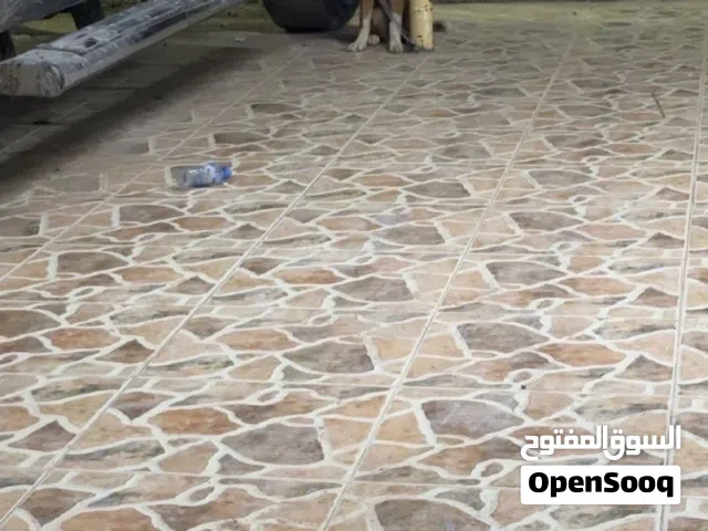 كلب قولدن