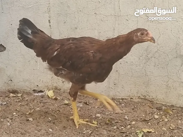 دجاج باكستاني 3حبات ب200 اعمرهن 5 شهور تقريبا
