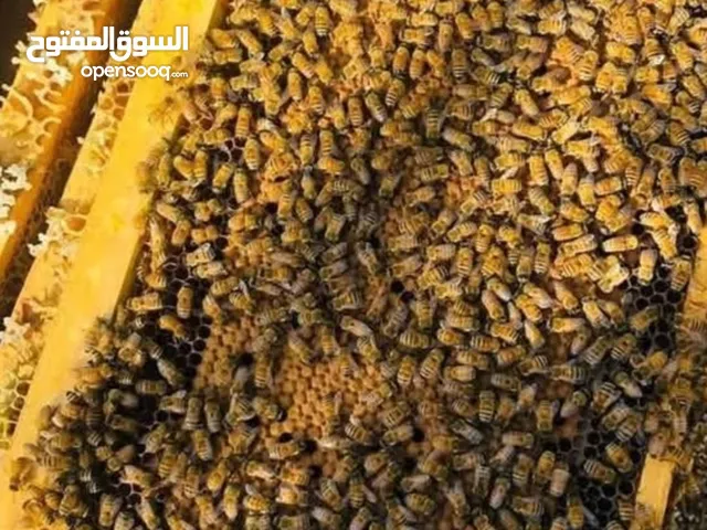 ملكات نحل عذاره حجم سوبر جامبو متوفر ايطالي وبكفاست و كرنيولي سلاله محسنه تتأقلم مع الضروف الجوي