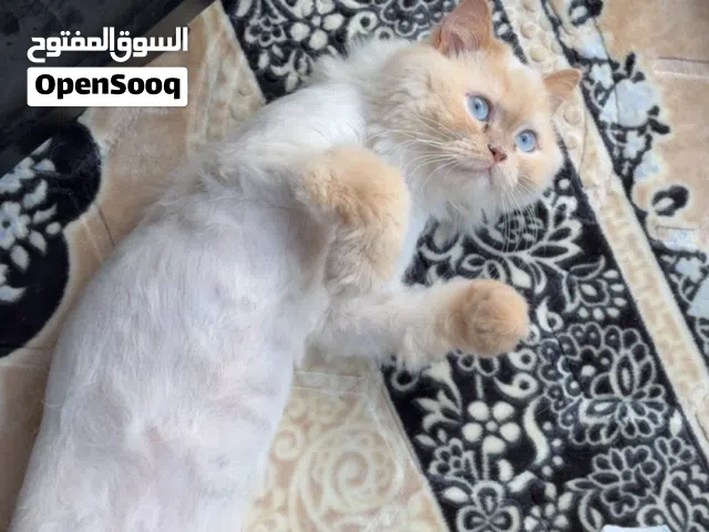 شيرازي انثى العمر 9 شهور
