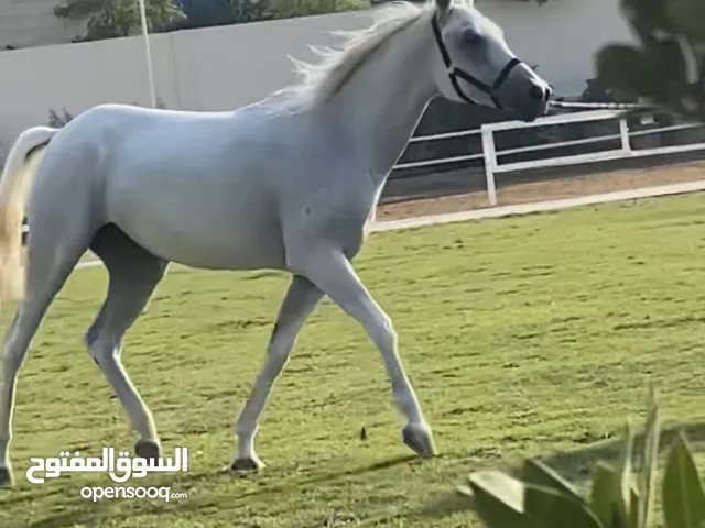Arabian Horse 8 years old mare