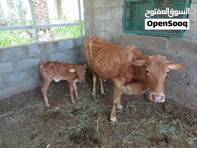 بقرة مع ولدها عجل للبيع