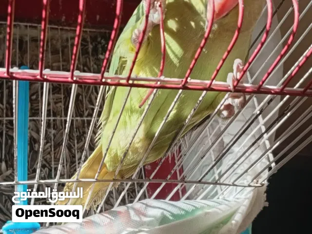 ببغاء درة انثى