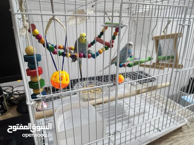 Budgie birds family raised - طيور بادجي تربية منزلية