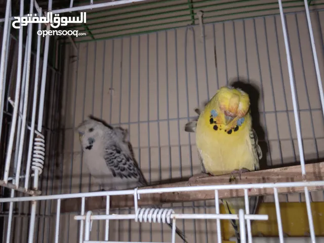 جوز حب هوقو رومو تكساس مستوى مرتب