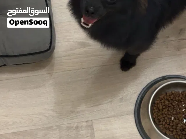 بومرينيان للبيع