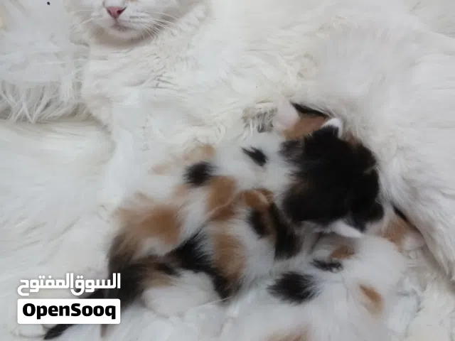 قطط شيرازيه للتبني